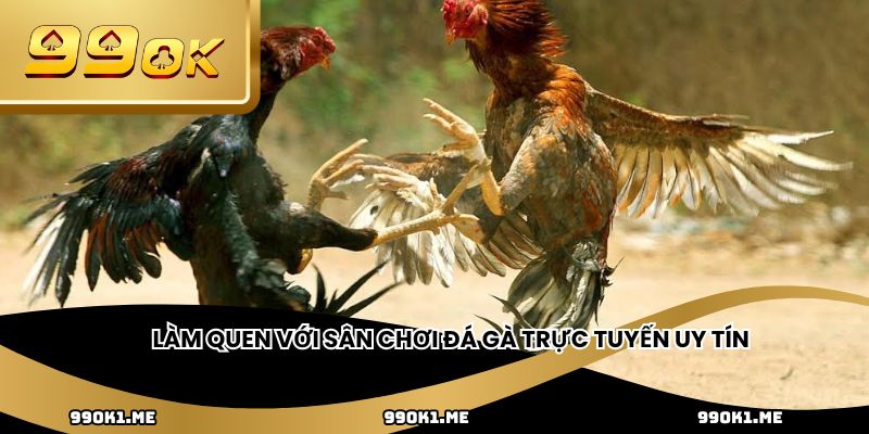 Làm quen với sân chơi đá gà trực tuyến uy tín