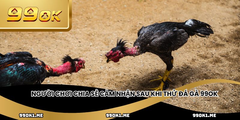 Người chơi chia sẻ cảm nhận sau khi thử đá gà 99OK