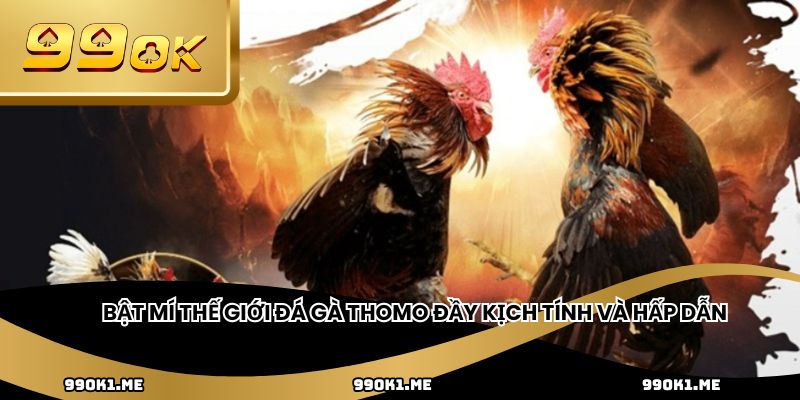 Bật mí thế giới đá gà Thomo đầy kịch tính và hấp dẫn