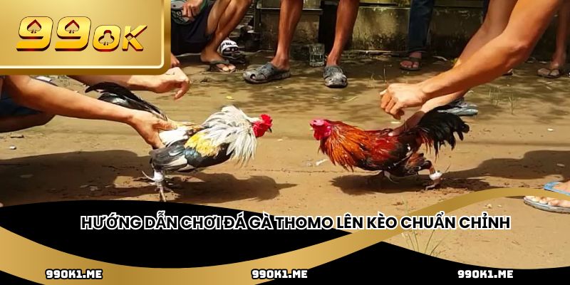 Hướng dẫn chơi đá gà Thomo lên kèo chuẩn chỉnh