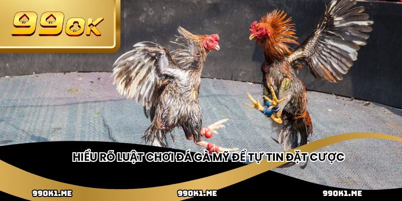 Hiểu rõ luật chơi đá gà Mỹ để tự tin đặt cược