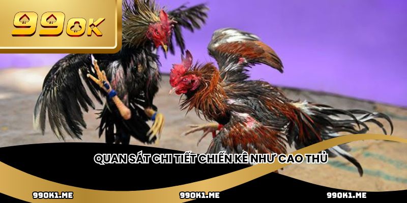 Quan sát chi tiết chiến kê như cao thủ